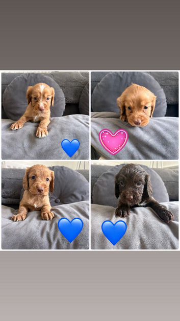 Puppy&rsquo;s