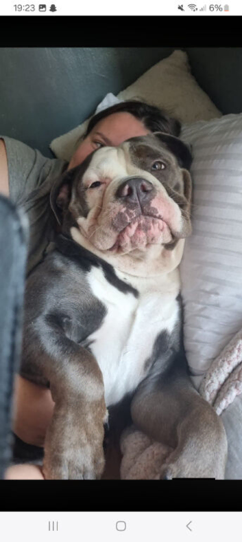 Olde tyme English bulldog