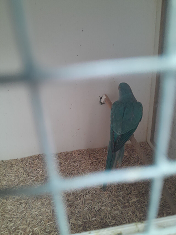 Ringneck parrot
