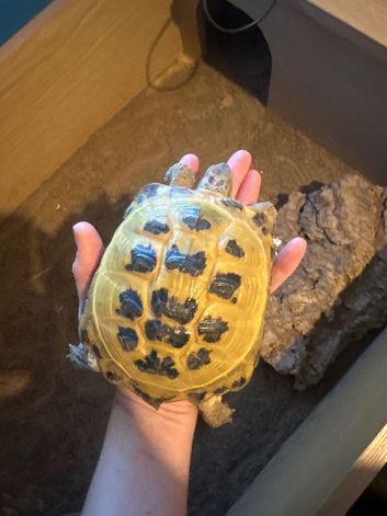 Horse field tortoise