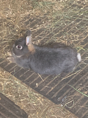Netherland dwarf baby rabbit