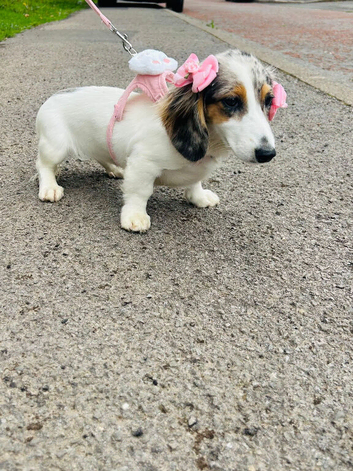Mini dachshund