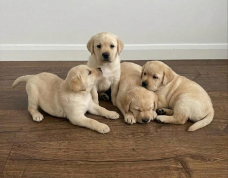 Labrador Puppies
