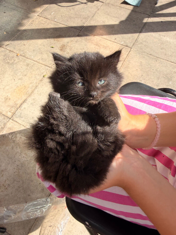 6 kittens