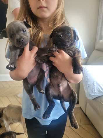 Staffie cross mastiff ONLY 4 left