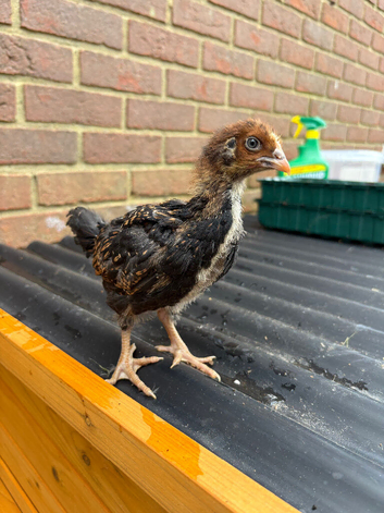Chicks for free