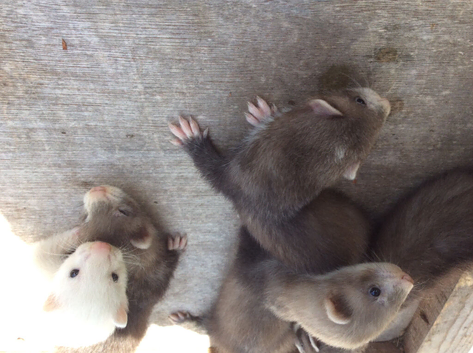 Ferret kits