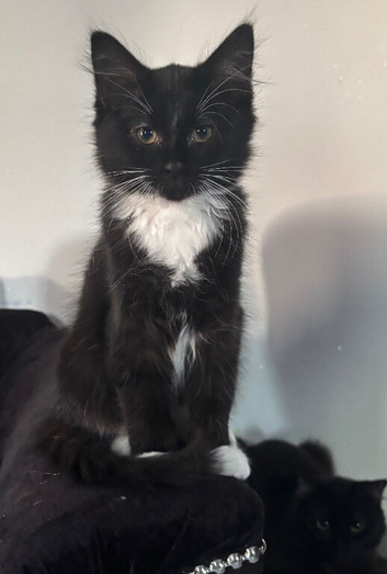 Ragdoll cross Russian blue