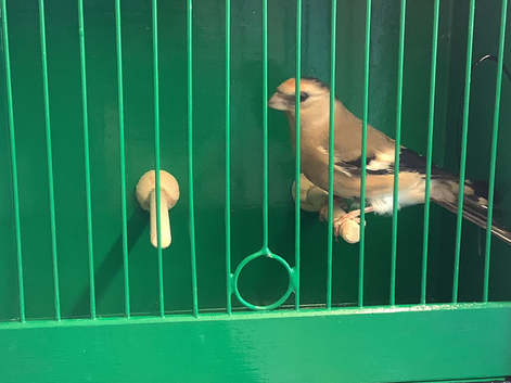 Linnet x Bullyfinch CYB for sale