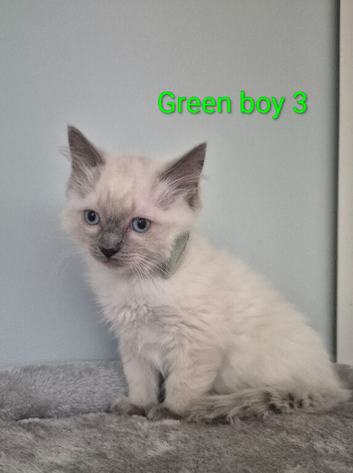 RAGDOLL KITTEN