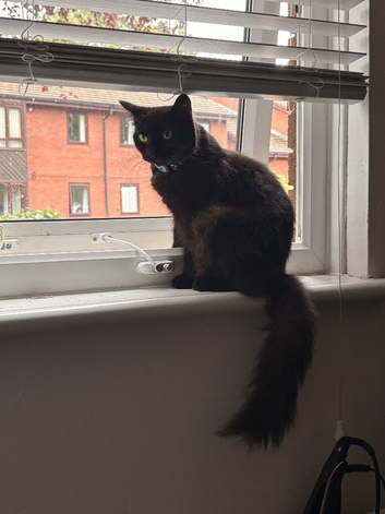 1 gorgeous black fluffy 9 week old male kitten&zwj;for sale ready to leave now
