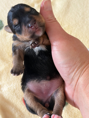 Jack Russel puppies