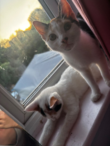 2 female kittens for sale