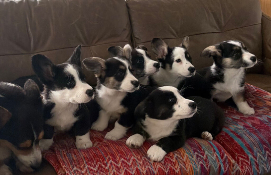 ️Beautiful Cardiganshire Corgi Puppies️