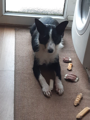 Looking for a border collie stud for my (bc) girl