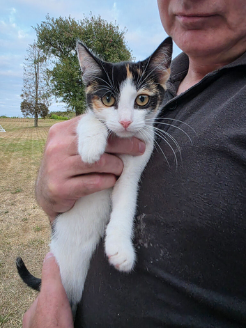 2 orphaned girl kittens for sale