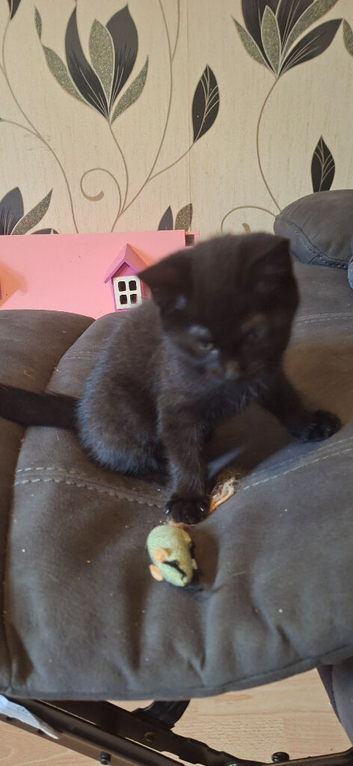 Kitten for sale