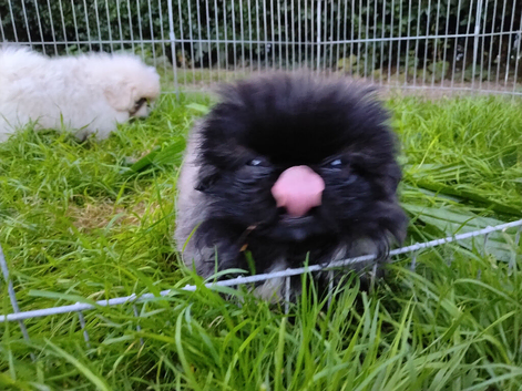 KC PEKINGESE PUPPYS AVAILABLE Now!!!