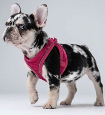 !️️!!13 WEEK OLD PUPPY️️!!!