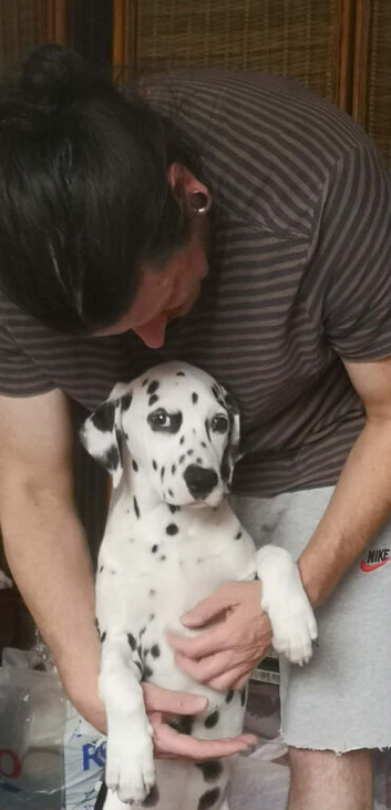 New litter of Dalmatian pups