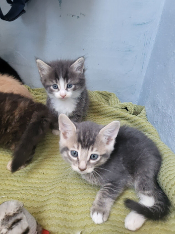 Adorable fluffy kittens