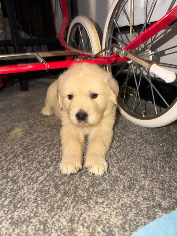 Beautiful boy puppy