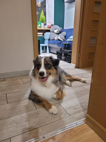 Aussie Blue Merle, Black tri pedigree