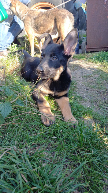 German Shepherd Cross puppies