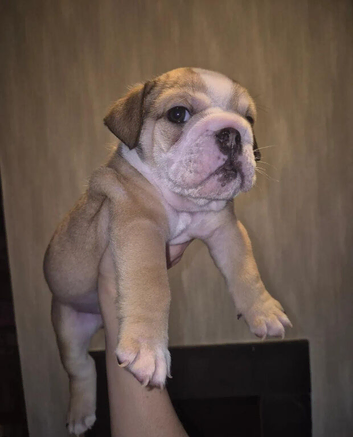 English Bulldog Puppies