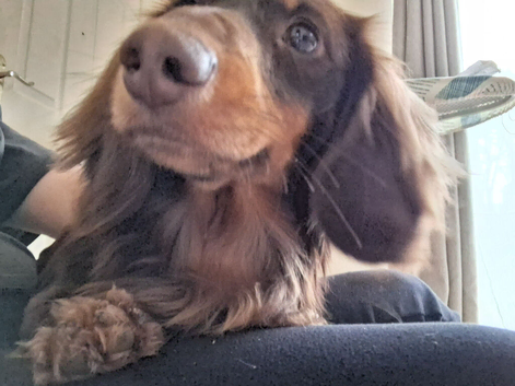Male stud