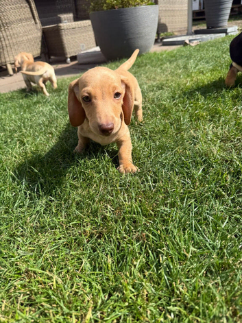 Stunning Miniature Dachshunds &ndash; Puppy Pack Included