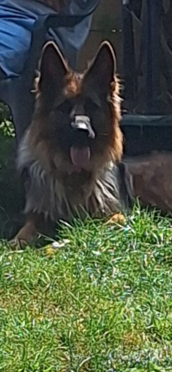 2 gorgeous german shepherds for sale