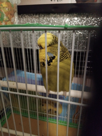 8 Months old buggie