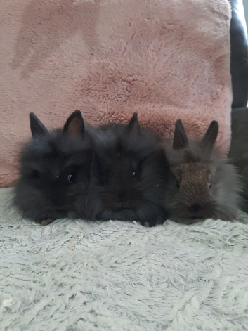 Double mane lionhead