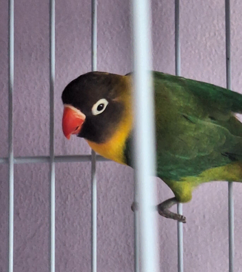 Black face mask lovebird male