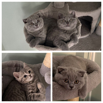 Scottish Fold and Straight kittens