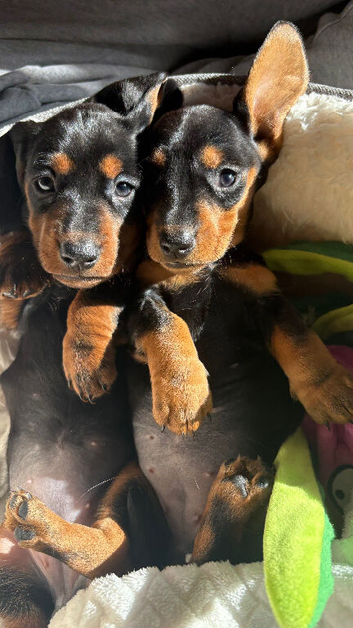 2 gorgeous miniature dachshund puppies