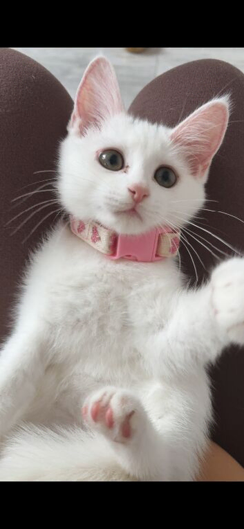 Russian white kitten