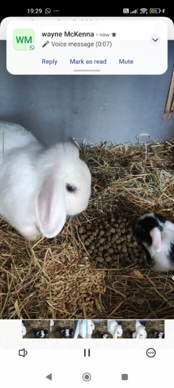 Lop babies mixed litter