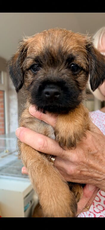 Border terrier puppies