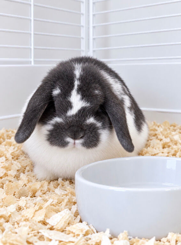 A beautiful Blue Butterfly Miniature Lop