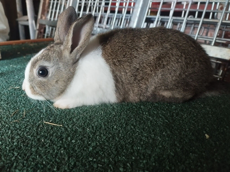 Showline baby Dutch bunny's