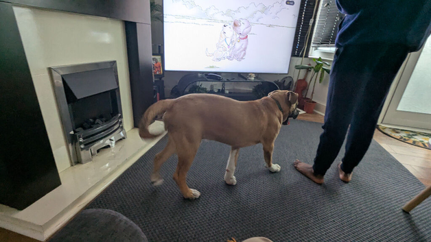 7 months old Bull herder