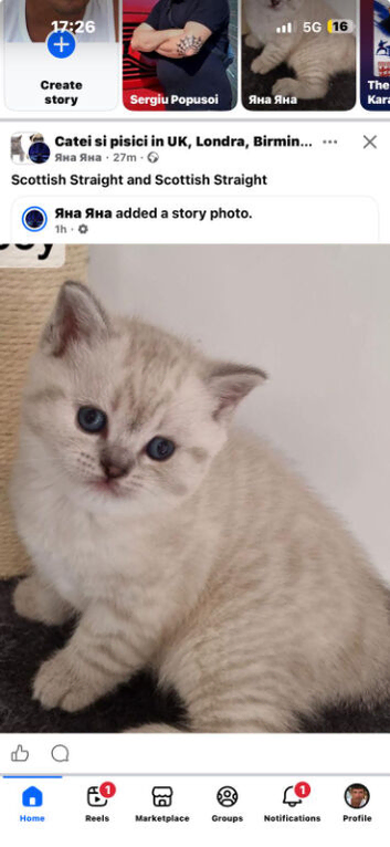 Scottish Straight and Scottish Fold