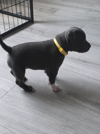 Staffordshire bull terrier pups.