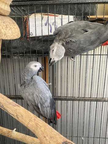 African gray Parrott