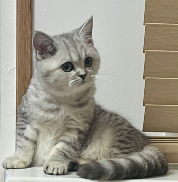 TICA registered British short hair kittens