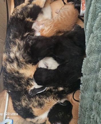 3 beautiful burmese cross babies