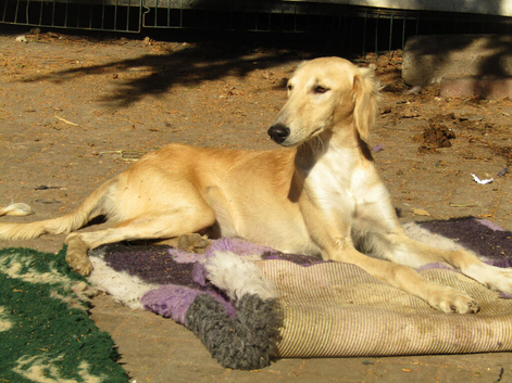 SALUKI YOUNGSTERS.