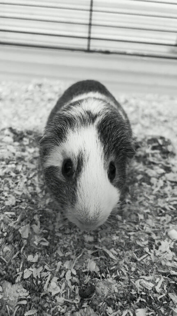 Guinea pigs for sale